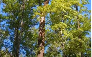 Oak is tremendously important for wildlife. Join the Wildlife Habitat Program's Jim Oehler to learn how oak woodlots can be improved to support hundreds of species. youtu.be/8j9iuO0teAQ #habitathappenings #conservation #wildlifemanagement