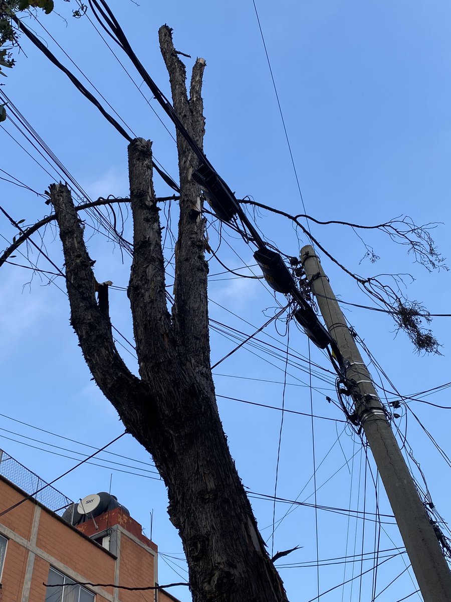 elidahero's tweet photo. @AzcapotzalcoMx @MargaretSaldana solicitamos de su apoyo para cortar el árbol seco que se encuentra a la salida de un Kínder en la col San Álvaro, esta a nada de caerse y puede ocasionar accidentes. https://t.co/5hrKj42q1v