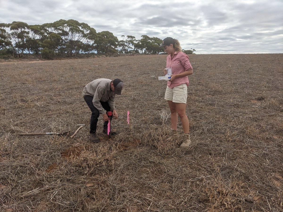 merindie1's tweet photo. Collaborators sampling soils to investigate system dynamics. @SANoTill project trying to quantify #functionalfarms monitoring #soilhealth #planthealth for #Nitrogen and #Carbon decisions. Funded by
National Landcare Program - Smart Farms Small Grants - Soil Extension Activities https://t.co/5usPQheuDO