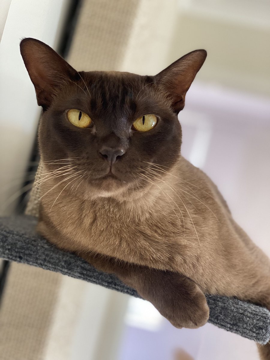theburmesecat's tweet photo. Just hanging out… being handsome is tough but someone has to do it … #cats #catsofinstagram https://t.co/SzIatxqdGY