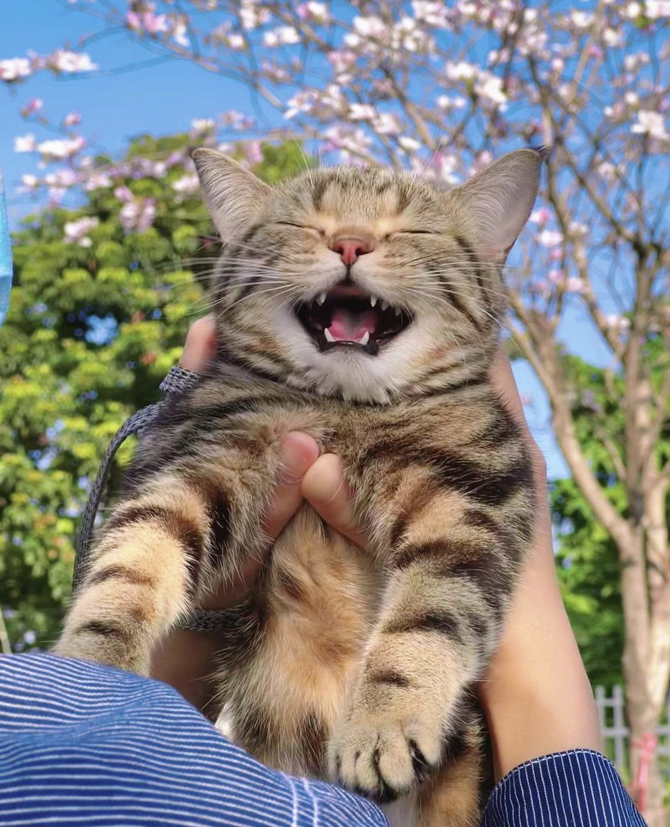 nippicat's tweet photo. I just saw this photo on one of those big Instagram cat accounts and I honestly think it’s the most adorable cat picture I’ve EVER seen https://t.co/QtQ5XoMhsf
