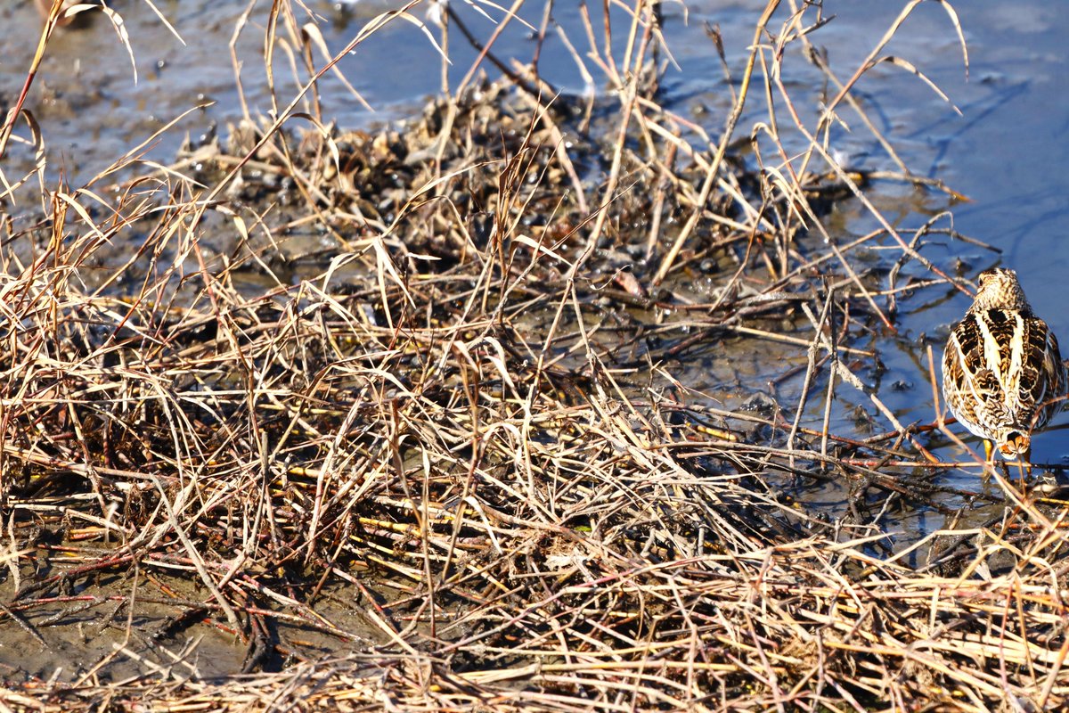 ６秒以内にタシギを見つけたら、リツイート！！

#日本野鳥の会ひょうご
#おうちdeバードウォッチング