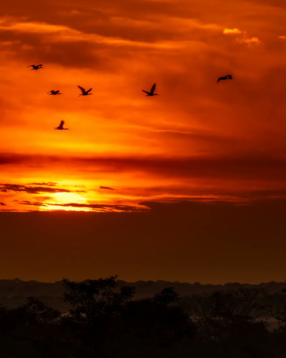 Oscar Alejandro tweet media