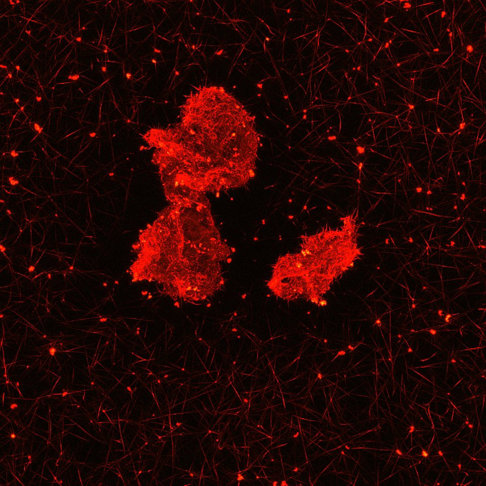 WFU Department of Physics tweet media