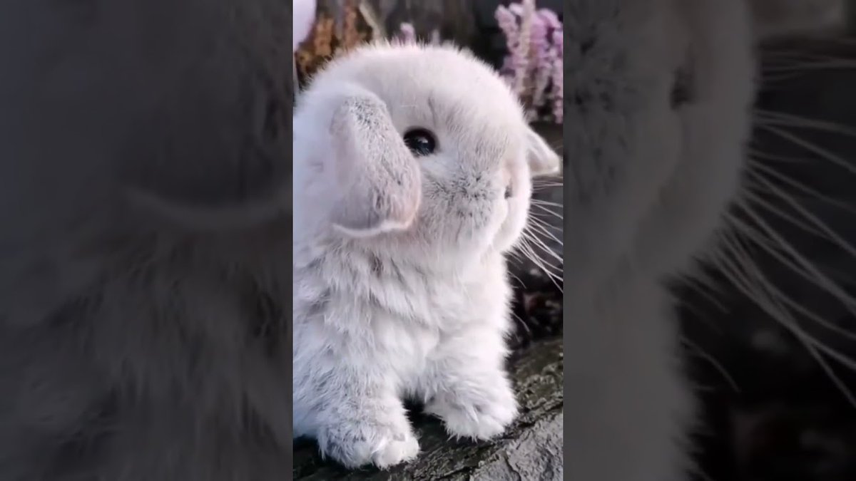 RabbitVideos's tweet image. How Cute Baby #Rabbit ...
 
rabbitvideos.com/89211/how-cute…
 
#AnimalCompilation #Animals #BabyRabbit #CuteBunnies #CuteBunny #CuteRabbit #FunniestAnimal #FunnyRabbit #FunnyRabbits #HowCuteBabyRabbitshortbabypetviralshortspetsshortsanimalviralyoutubetrending #Khargosh #PetRabbit