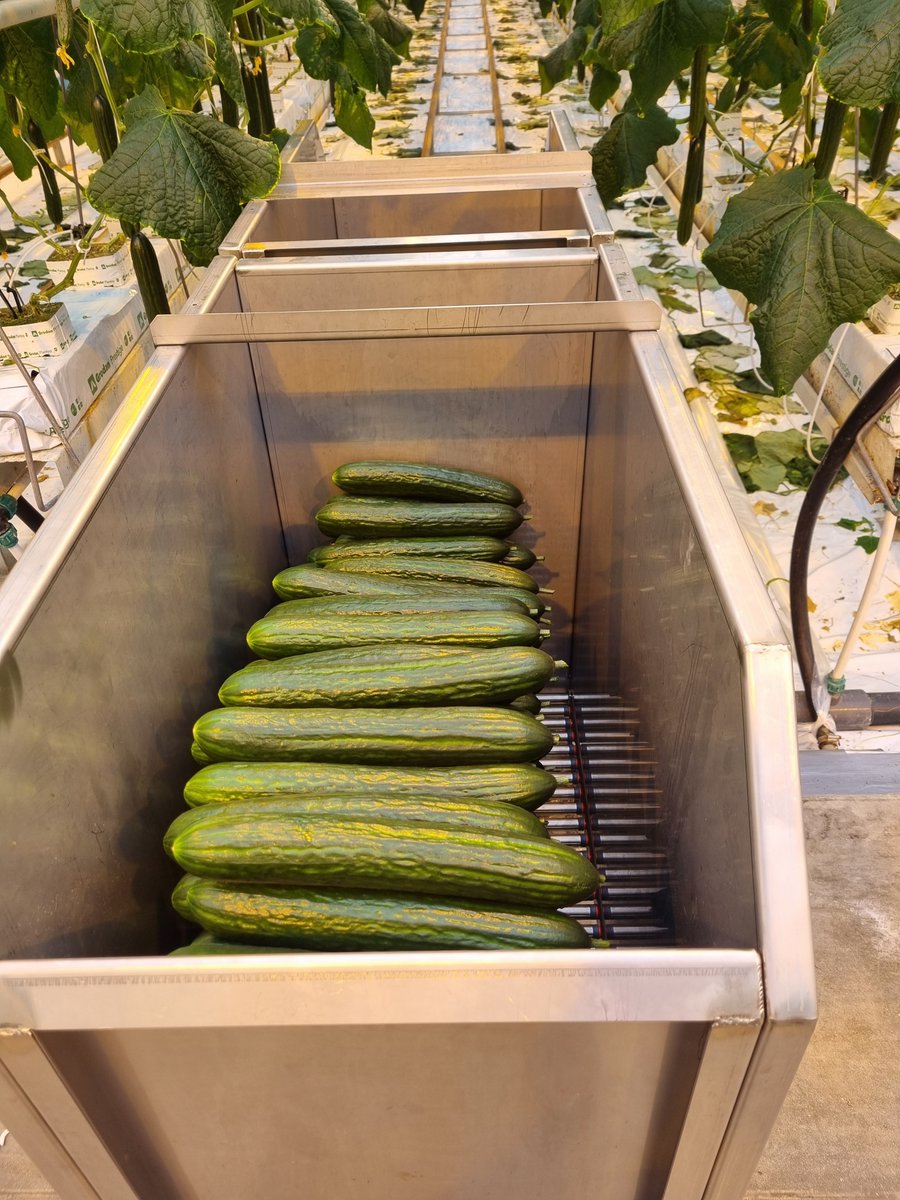 Jan Reijm tweet media