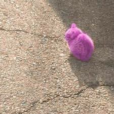 Hum_Pinky's tweet image. No habla mi, estoy enojado 😡😡