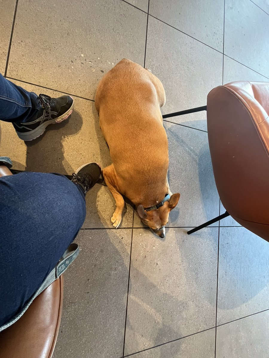 ShadyTheDog1's tweet photo. “Mom. You haz cheese danishes.  You shouldn’t haz cheese danishes. I help. I eat cheese danishes for you. I hero dog” https://t.co/AOGBbmnTxe
