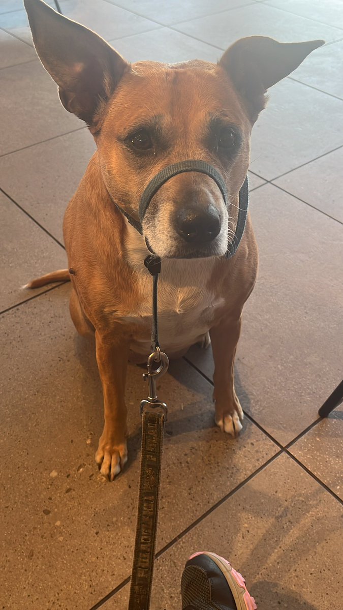 ShadyTheDog1's tweet photo. “Mom. You haz cheese danishes.  You shouldn’t haz cheese danishes. I help. I eat cheese danishes for you. I hero dog” https://t.co/AOGBbmnTxe