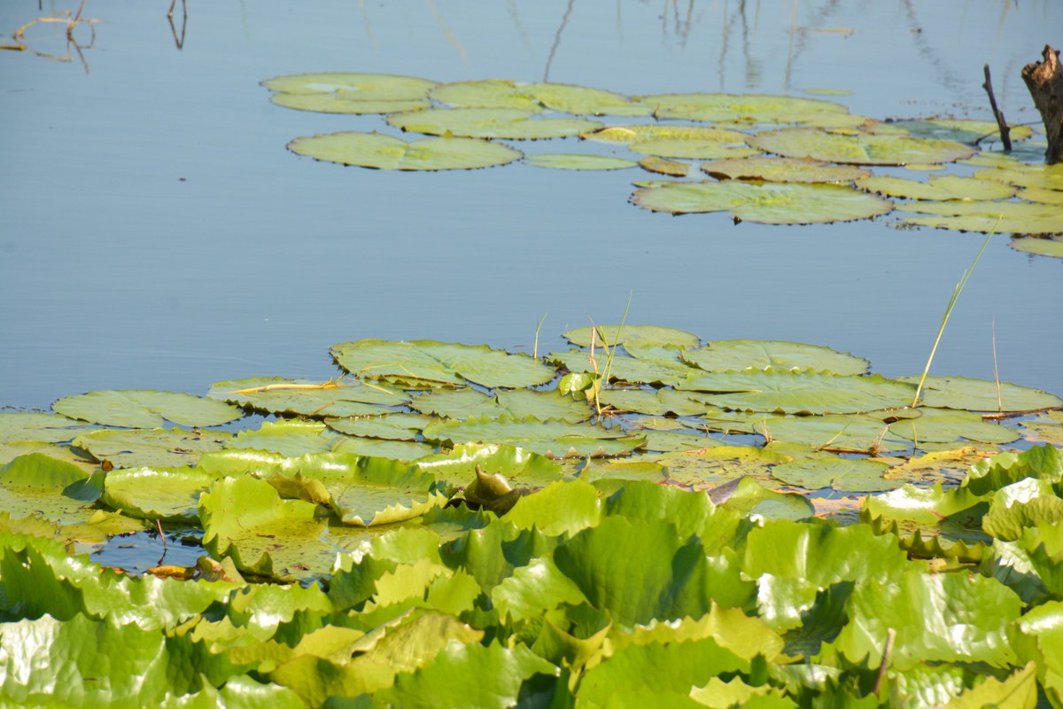 UmojaWaMataifa's tweet photo. Ulimwengu umeharibu au kupoteza 90% ya ardhi oevu, kwa kasi ya mara tatu zaidi ya misitu.

Leo #WetLandsDay inalenga kuongeza uelewa kuhusu umuhimu wa kurejesha na kutunza ardhi oevu kwa maisha duniani: https://t.co/Uq7XjTolMX

📸: Picha kutoka #Tanzania na @fredynjeje https://t.co/YB3bS7gYks