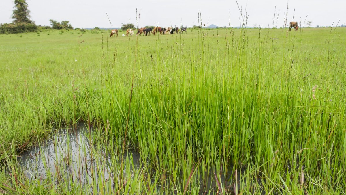 UmojaWaMataifa's tweet photo. Ulimwengu umeharibu au kupoteza 90% ya ardhi oevu, kwa kasi ya mara tatu zaidi ya misitu.

Leo #WetLandsDay inalenga kuongeza uelewa kuhusu umuhimu wa kurejesha na kutunza ardhi oevu kwa maisha duniani: https://t.co/Uq7XjTolMX

📸: Picha kutoka #Tanzania na @fredynjeje https://t.co/YB3bS7gYks