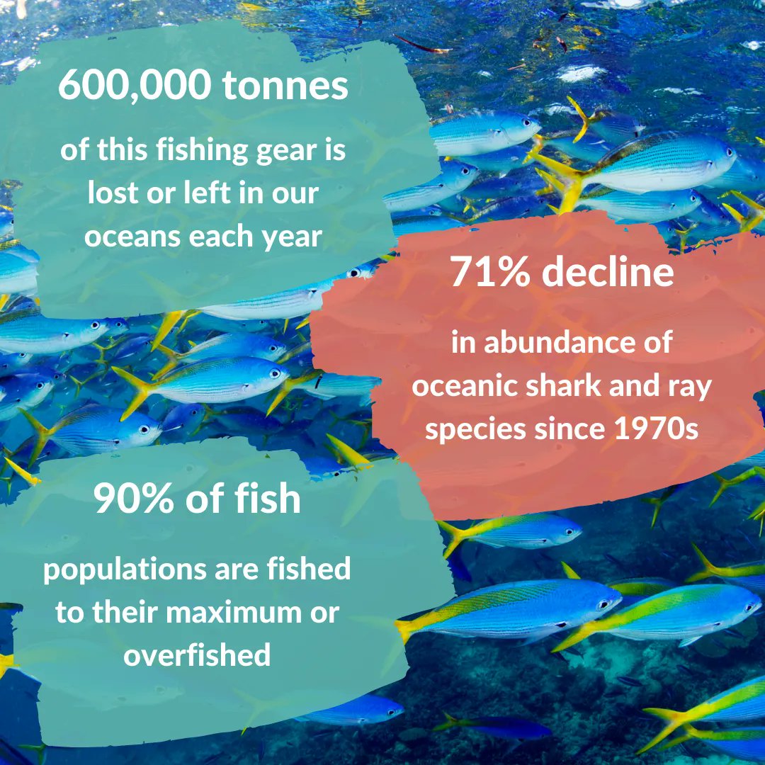 MantaTrust's tweet image. The Manta Trust is going #FishFreeFebruary!

Have you considered taking the Fish Free February pledge to help raise awareness about the impacts of the fishing industry? Follow the Fish Free February campaign! Visit bit.ly/3kYQIaz for more information!