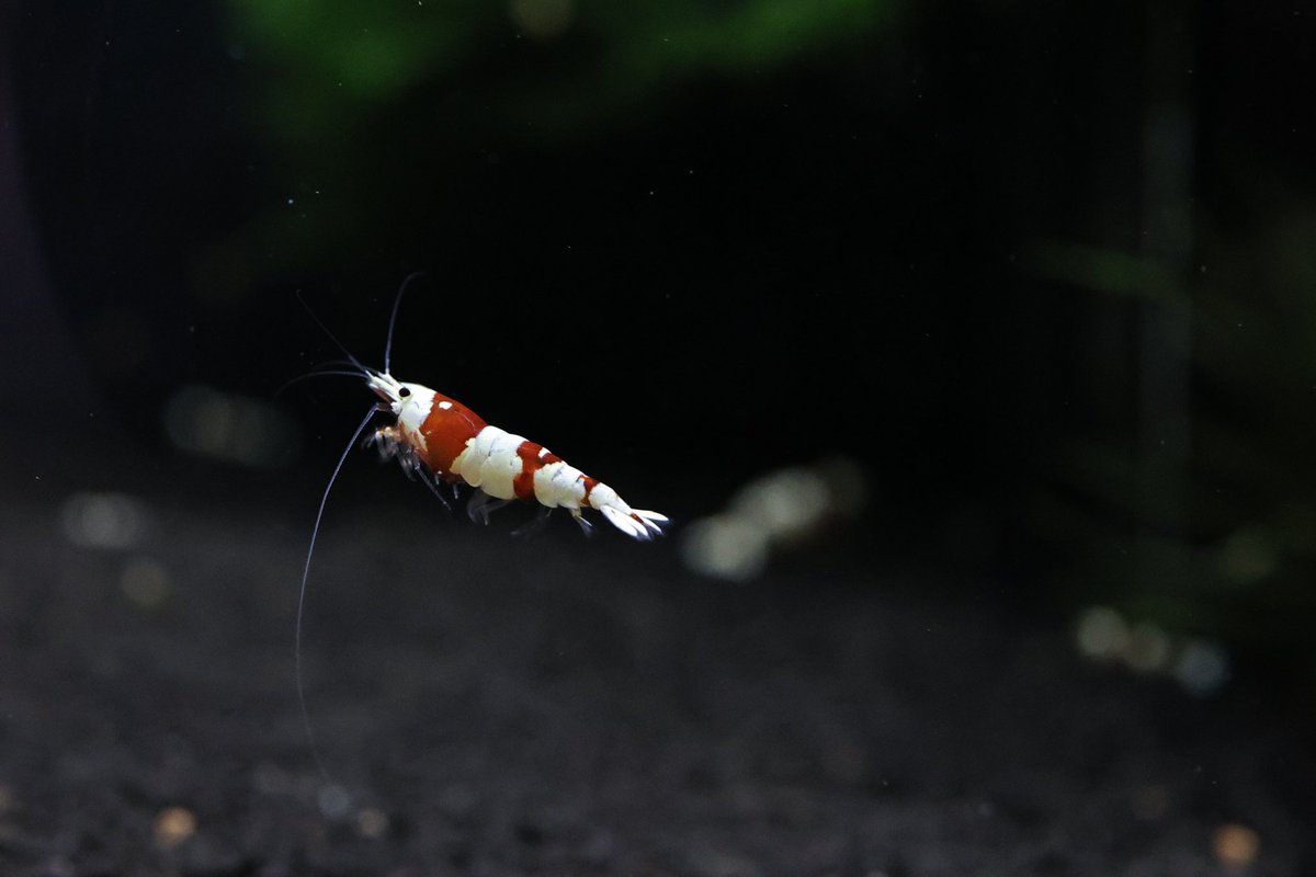 ebidarabushi's tweet image. おはようございます👋😆

飛びます♪飛びます♪

って事で今日もよろしくでっす😉👍✨

#EOSR6mark2 
#AIサーボAF
#エビでも追従してくれるのね