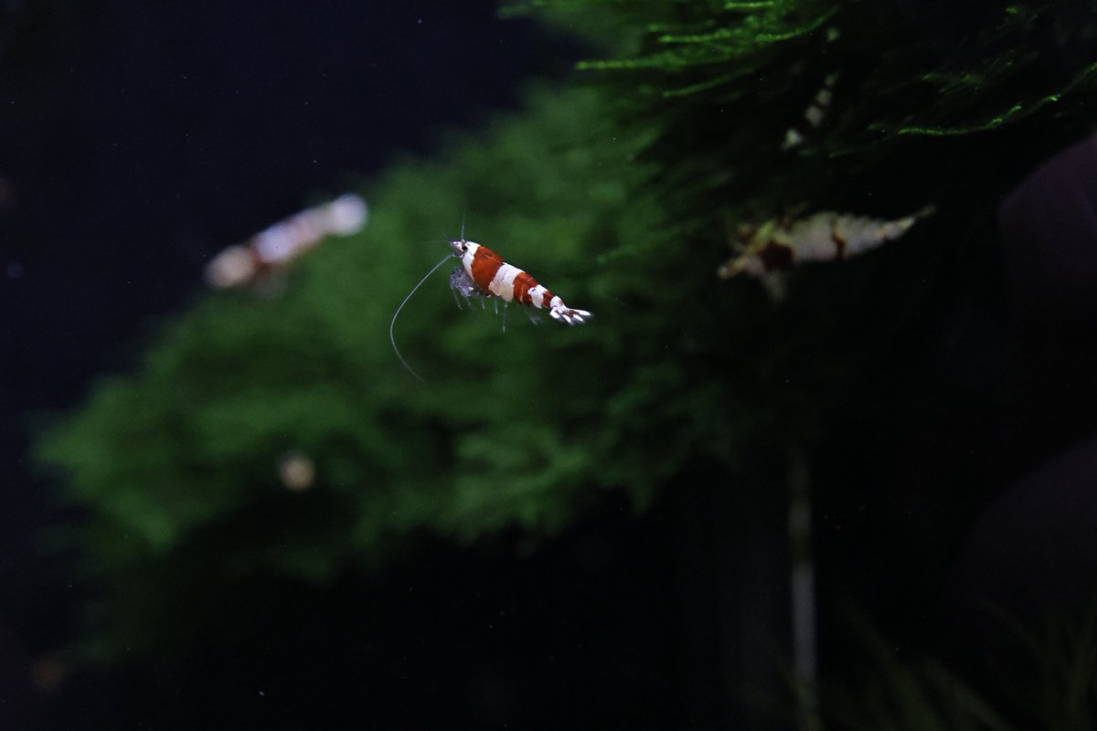 ebidarabushi's tweet image. おはようございます👋😆

飛びます♪飛びます♪

って事で今日もよろしくでっす😉👍✨

#EOSR6mark2 
#AIサーボAF
#エビでも追従してくれるのね