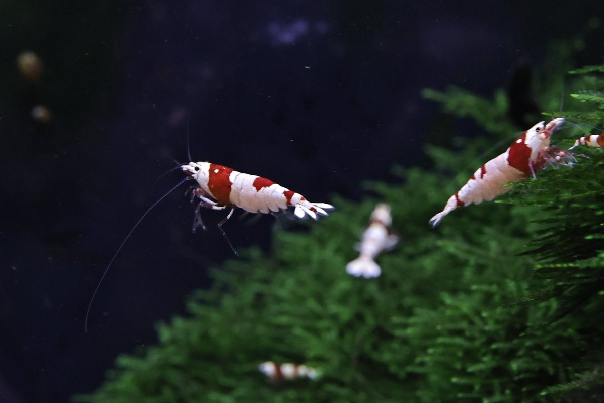 ebidarabushi's tweet image. おはようございます👋😆

飛びます♪飛びます♪

って事で今日もよろしくでっす😉👍✨

#EOSR6mark2 
#AIサーボAF
#エビでも追従してくれるのね