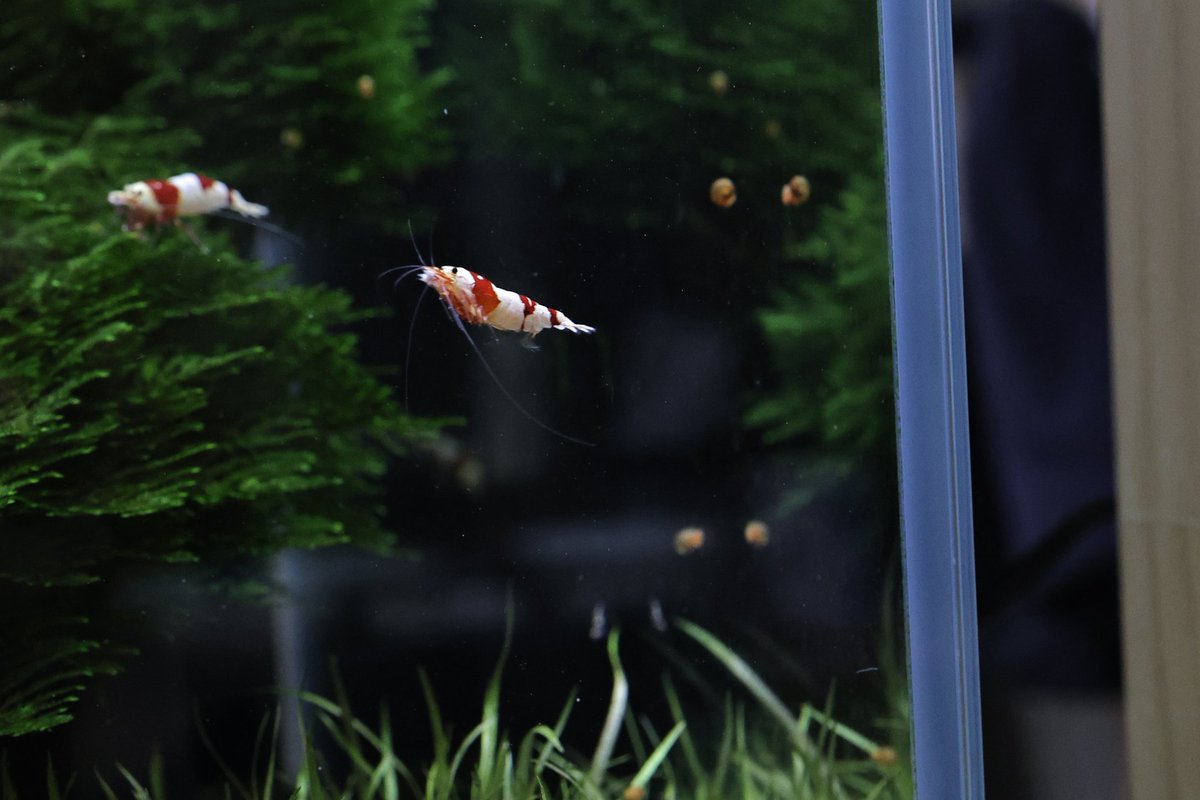 ebidarabushi's tweet image. おはようございます👋😆

飛びます♪飛びます♪

って事で今日もよろしくでっす😉👍✨

#EOSR6mark2 
#AIサーボAF
#エビでも追従してくれるのね