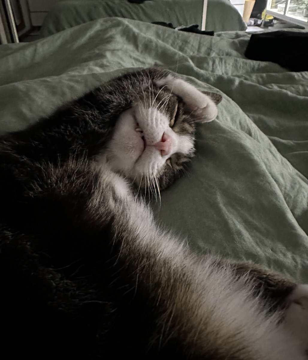 _MissTea2_'s tweet photo. @literallymecats https://t.co/PFRWVnZvtR