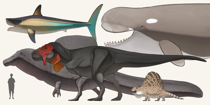 「dinosaur shark」 illustration images(Latest)
