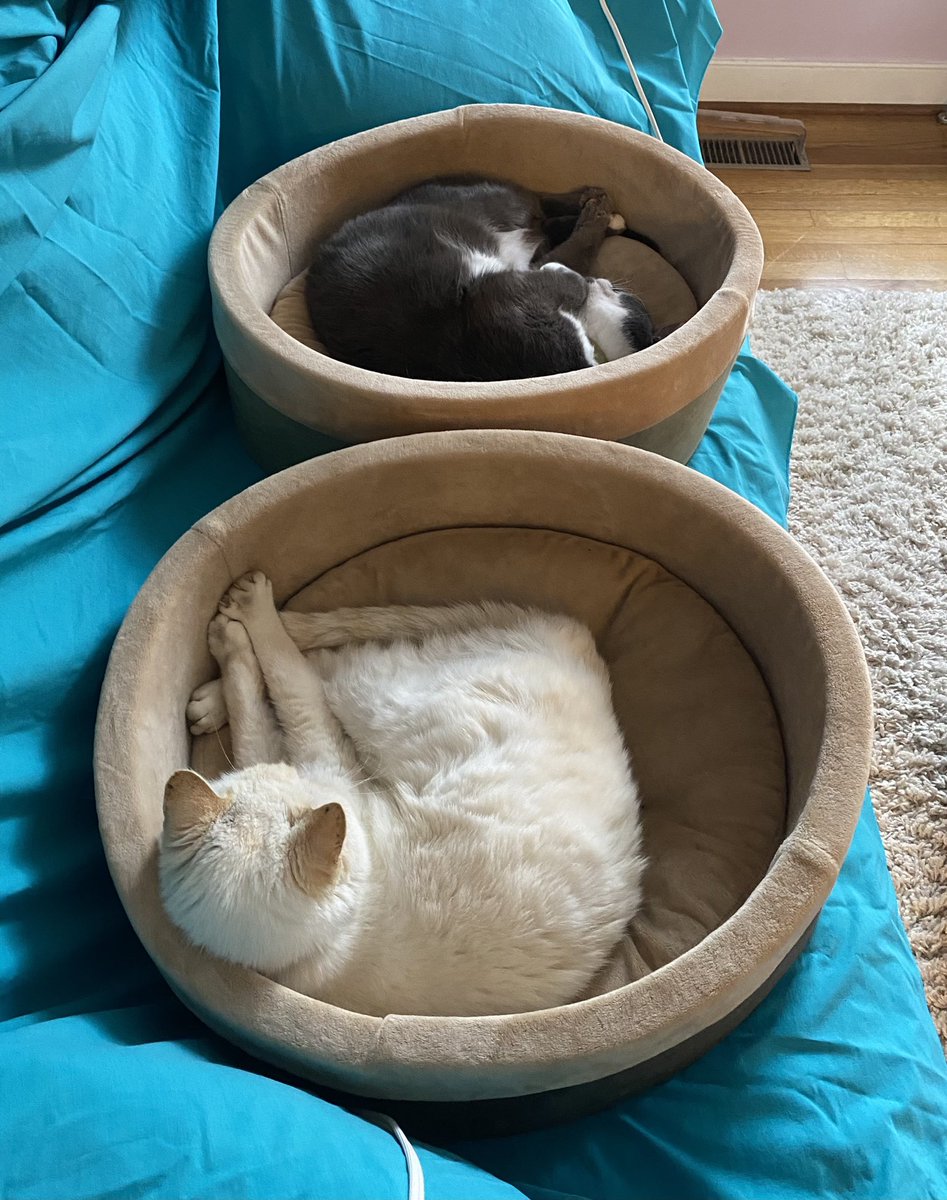 MRidgemere's tweet image. Chillaxin with @MRidgemerebro    #CatsOnTwitter #CatsofTwittter #kittybros #kittybrothers #cats #cat