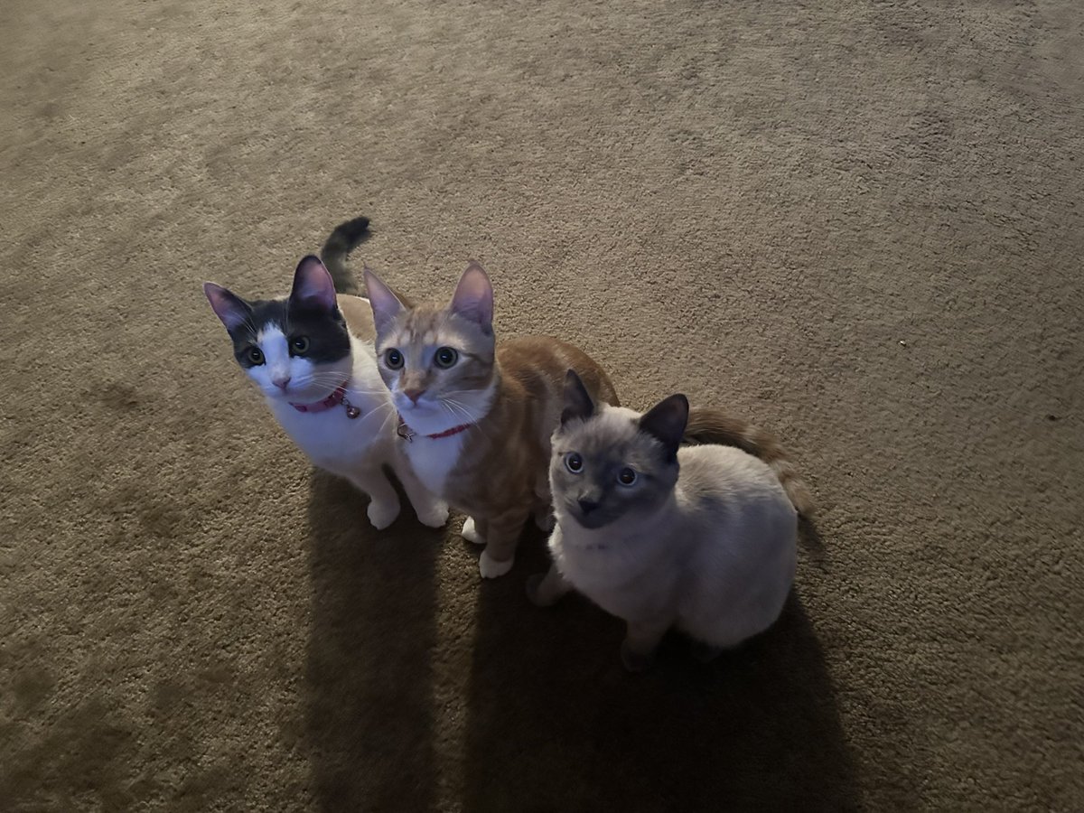 gromit41187's tweet photo. @GeekyFriedRice I offer some pics of my household furbabies. https://t.co/5IVu8b4fxP