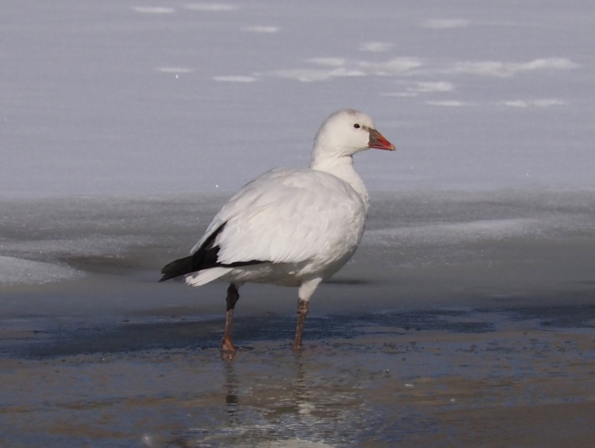 Snow x Ross's Goose hybrid?

Lafayette, CO - February 1, 2023

#CObirds
<a href="/BirdingMagazine/">Ted Floyd</a>