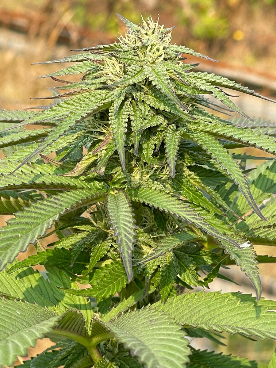 Blueline (Blueberry Indica X GuardDawg F2)
Blueline is a cross of two of my favorite Indica's.  Blueberry Indica is possibly one of the best flavors &amp; GuardDawg is one of my strongest, well-known crosses
Link in bio for more info

#Greenhandgenetics #MMJ #JGYO #Growmies #Grow