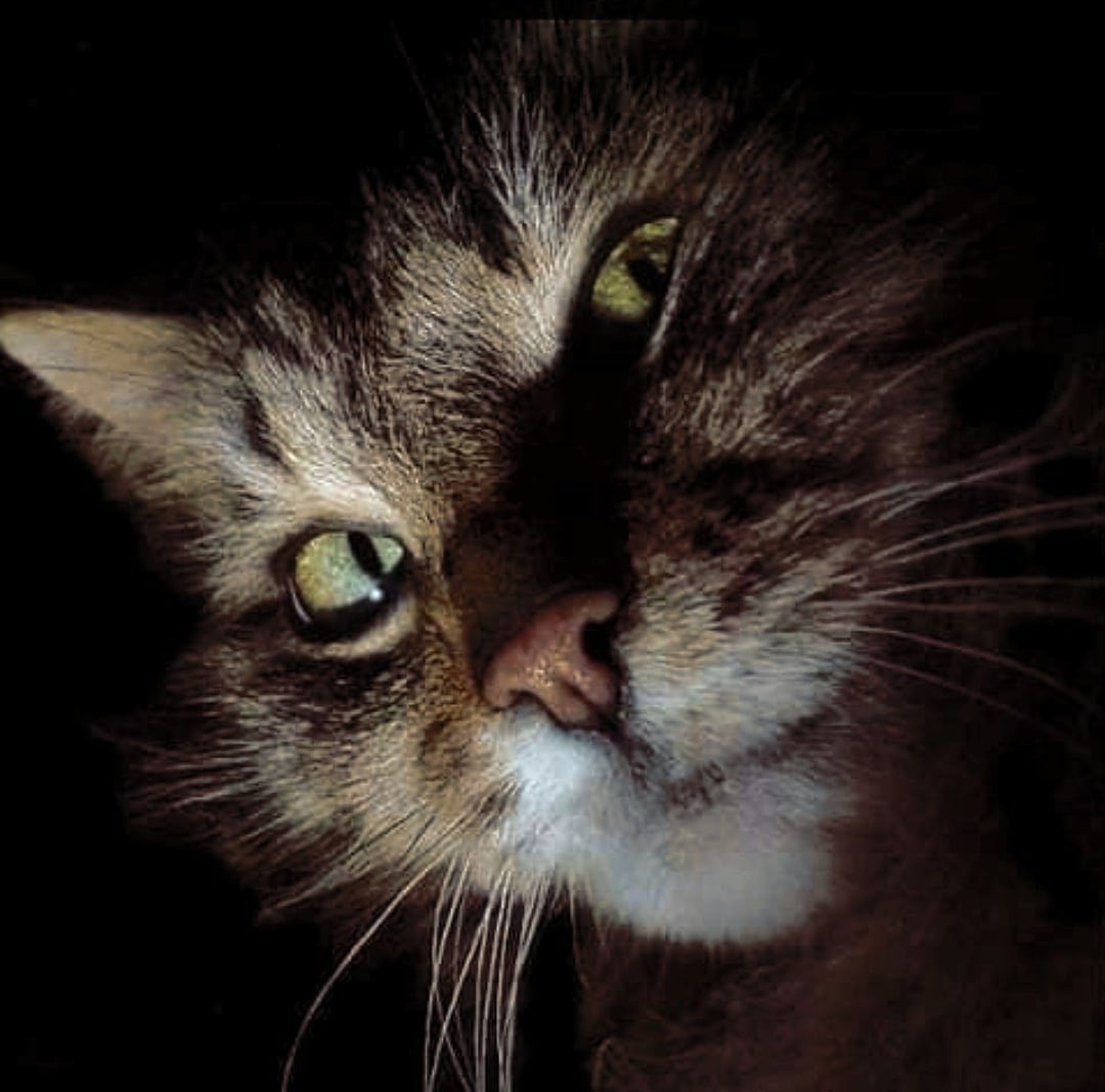 Кот Арсений