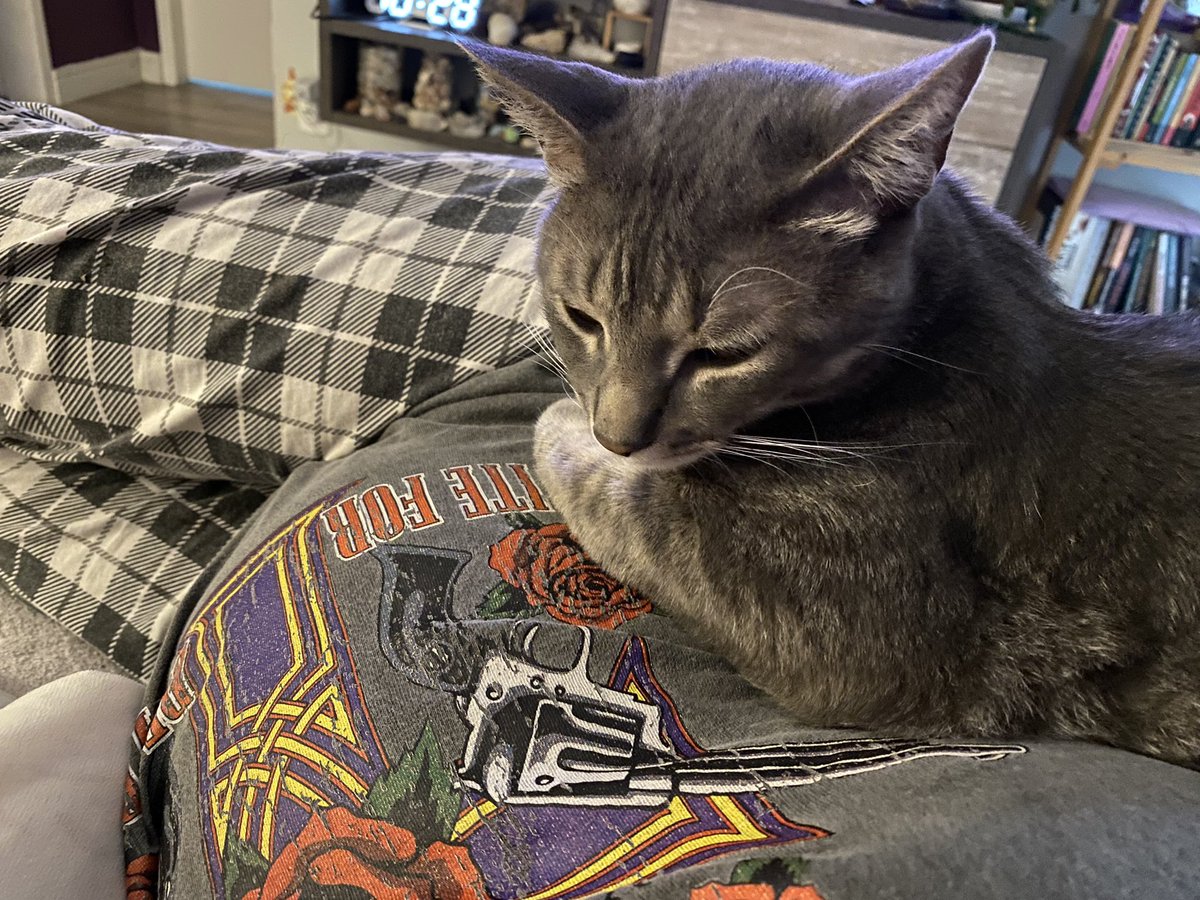 laholiva's tweet photo. sabe quando falam que pets sentem as coisas?

pois então, o 1 vídeo eu tava estranhando que meu gato não saia de cima da minha barriga, quando eu tirava ele voltava na hora e se agarrava se esfregando
depois de 2 dias descobri que tava grávida kk

nunca mais saiu de perto dela https://t.co/okRsmU2uIX