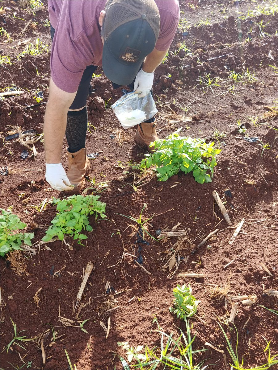 PotatoVirusIni1's tweet photo. The famous winter grow out! Seed #potato certification agencies travel to #Hawaii each year to determine seed quality that will be planted in the upcoming growing season. One major aspect of the winter grow out is to assess the percent of #PVY in a seed lot. https://t.co/lHRnU3K8bq