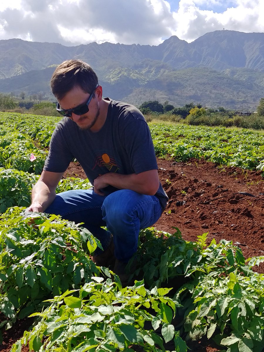 PotatoVirusIni1's tweet photo. The famous winter grow out! Seed #potato certification agencies travel to #Hawaii each year to determine seed quality that will be planted in the upcoming growing season. One major aspect of the winter grow out is to assess the percent of #PVY in a seed lot. https://t.co/lHRnU3K8bq