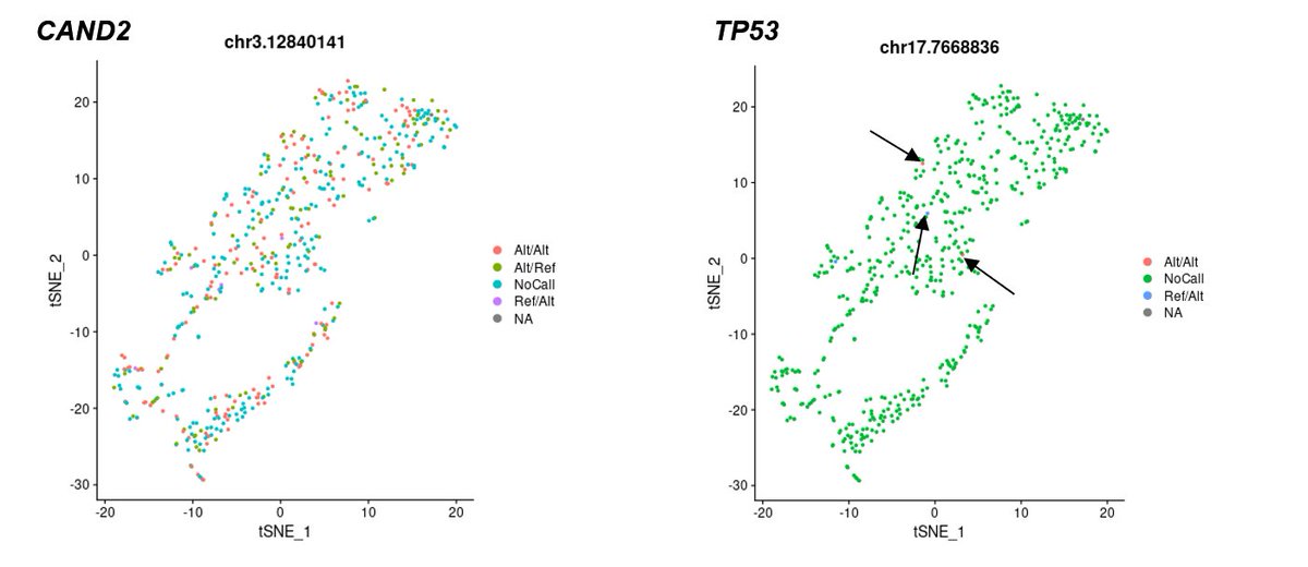 adbeggs's tweet image. Blue Peter style, here's one we made earlier from a @10xGenomics 5' scRNAseq library detecting a common (left panel) and rare (right panel) mutation in a human retroperitoneal liposarcoma sequenced on a @nanopore R9.4.1 flow cell and our mutation caller on long cDNA (2.5-5kb)