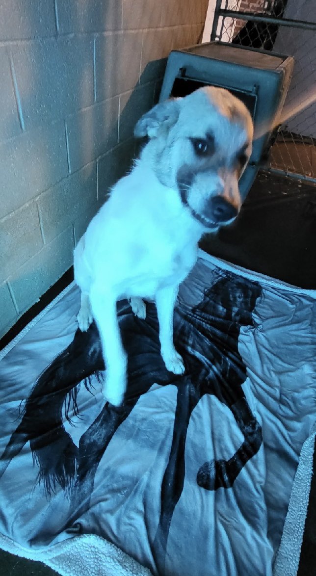 These babies want to say hey and remind you to make sure to keep your furry friends warm with this cold coming in tonight. City ordinance states that if there is a national weather service alert that your pets must be brought in or safely contained away from the severe weather.
