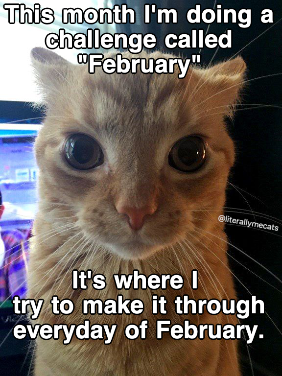 literallymecats's tweet image. 