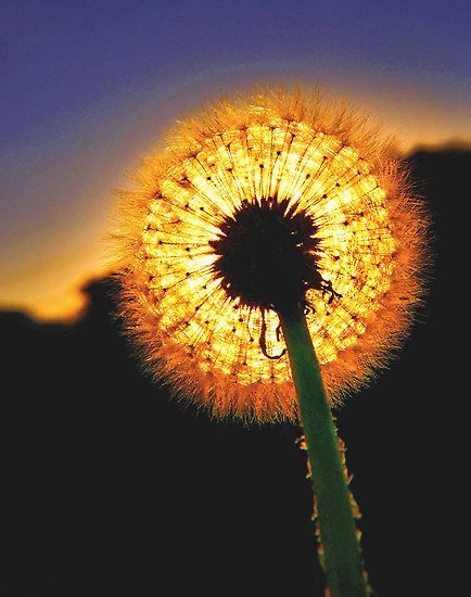 Nothing can dim 
the light that shines
from within.

Maya Angelou

📸 Fire Fairy by Basia McAuley