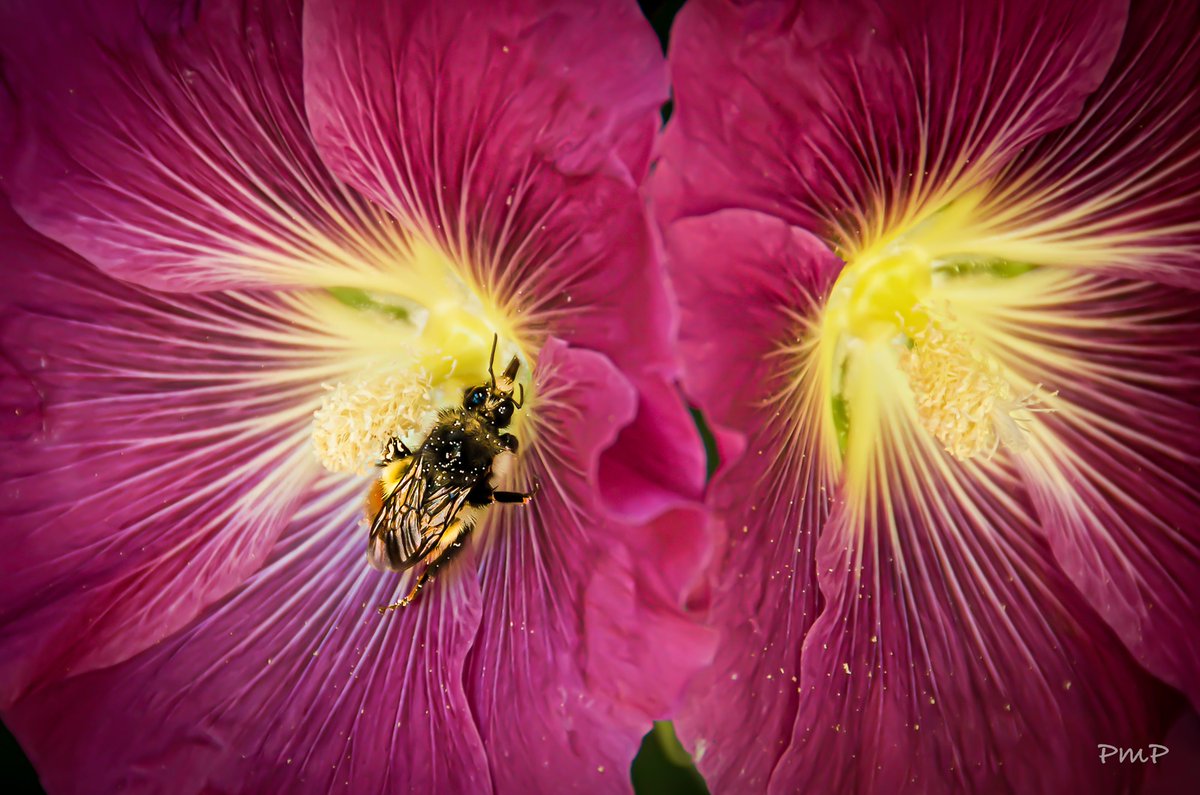 PeterMortifee's tweet photo. #ReflectionsOnWellbeing | "All around us there is evidence of life longing for itself"
Here is the next in my photographic series of 'reflections on wellbeing,' developed in partnership with @TheWellbeingP 
#wellbeinginspireswelldoing #wellbeing #socialchange #photography #flower https://t.co/kqvZ7LyDSd