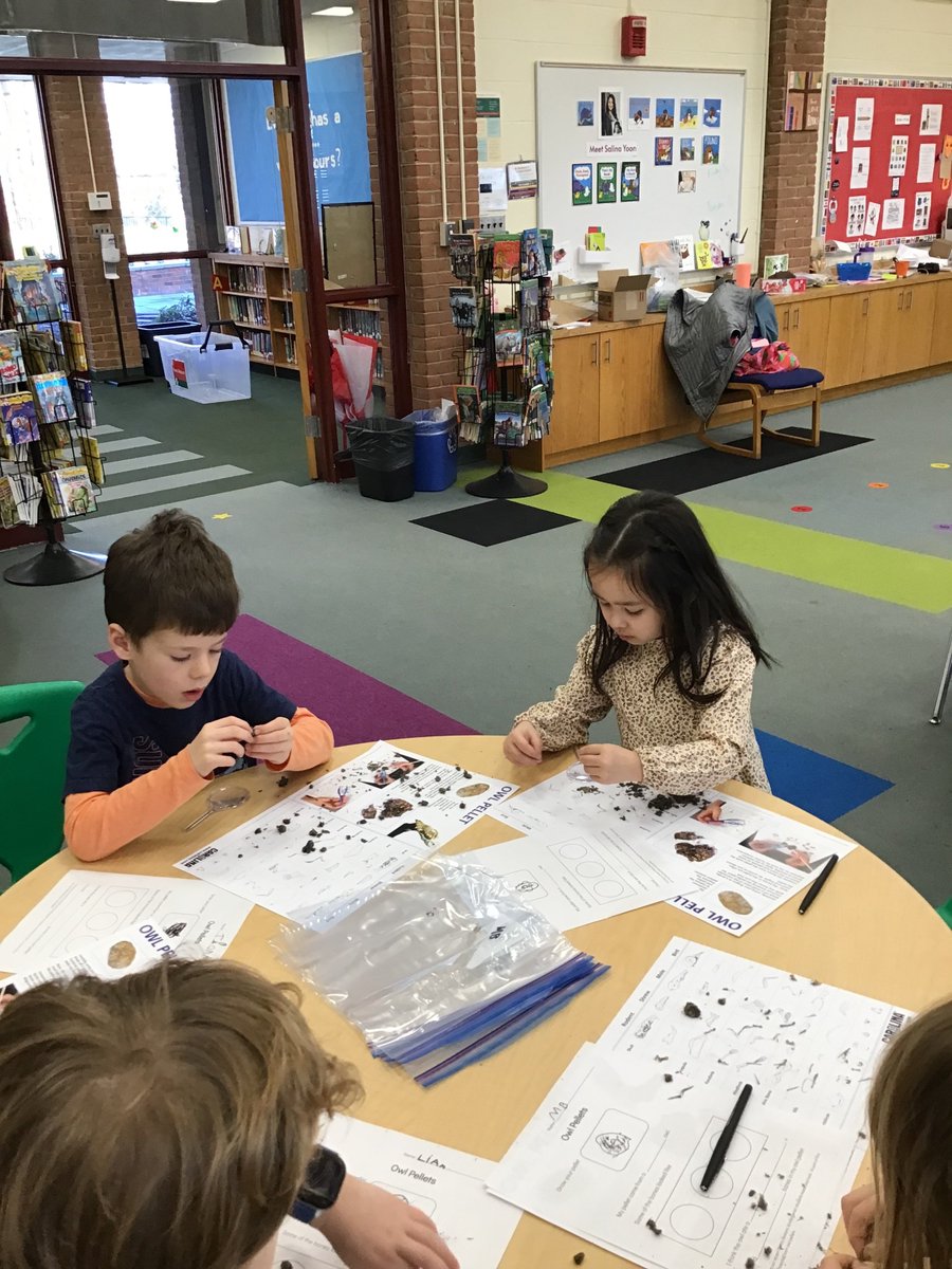 SSSAS_Library's tweet photo. Another great X-day in the Sinclair #SSSASLibrary! Our kindergarten ornithologists dissected owl pellets to determine what the owl ate as part of our guided research project. #SSSASKindergarten https://t.co/q5pz9WgGZv