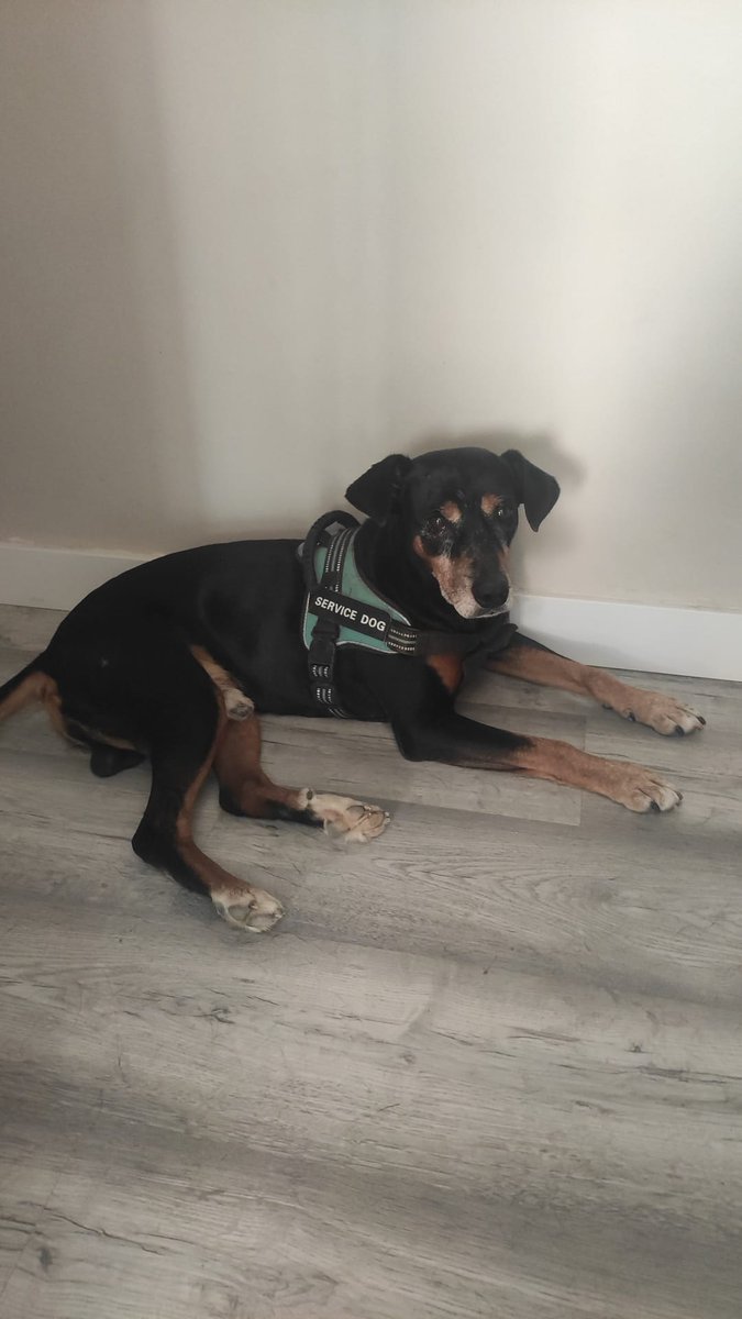 SilviaMylo's tweet photo. Willy tiene 10 años tuvo una familia que lo abandonó 😢 
Tiene algún achaque pero está bien
Está acogido, pero no lo puede tener 😢
Busca una familia, él cree que la tiene, se le romperá el corazón una vez más cuando vea que todo había sido un bonito sueño 💔😢
Granada
645625024 https://t.co/809gFgYz6z