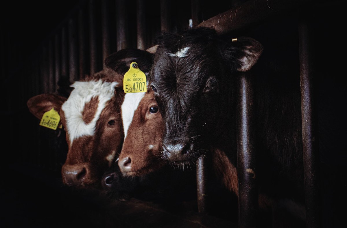 elizaCThomp's tweet photo. This years beef make good photo subjects 🖤🐄 https://t.co/x3hsc11SIT