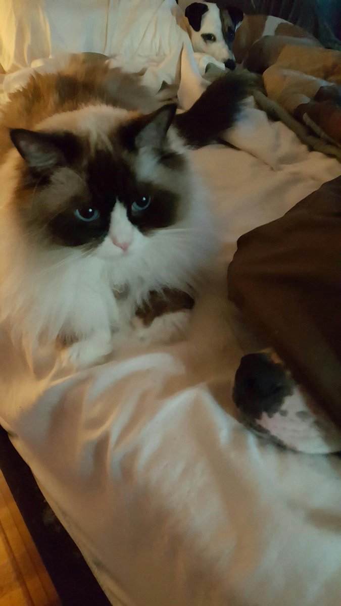 Nellie & Pippa DeSantis tweet media