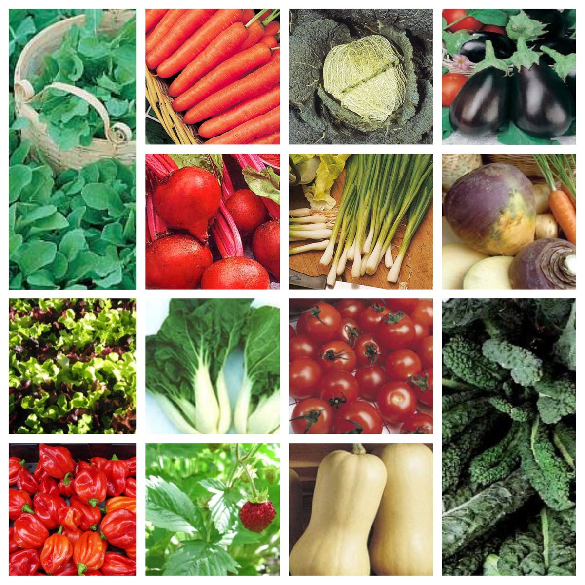 Mooseseeds's tweet photo. Vegetable seeds for sale - from less than 50p per pack! get stocked for 2023 - grow your own veg for the table https://t.co/UjEa4gURZ1 https://t.co/SUsDAfY7Jj