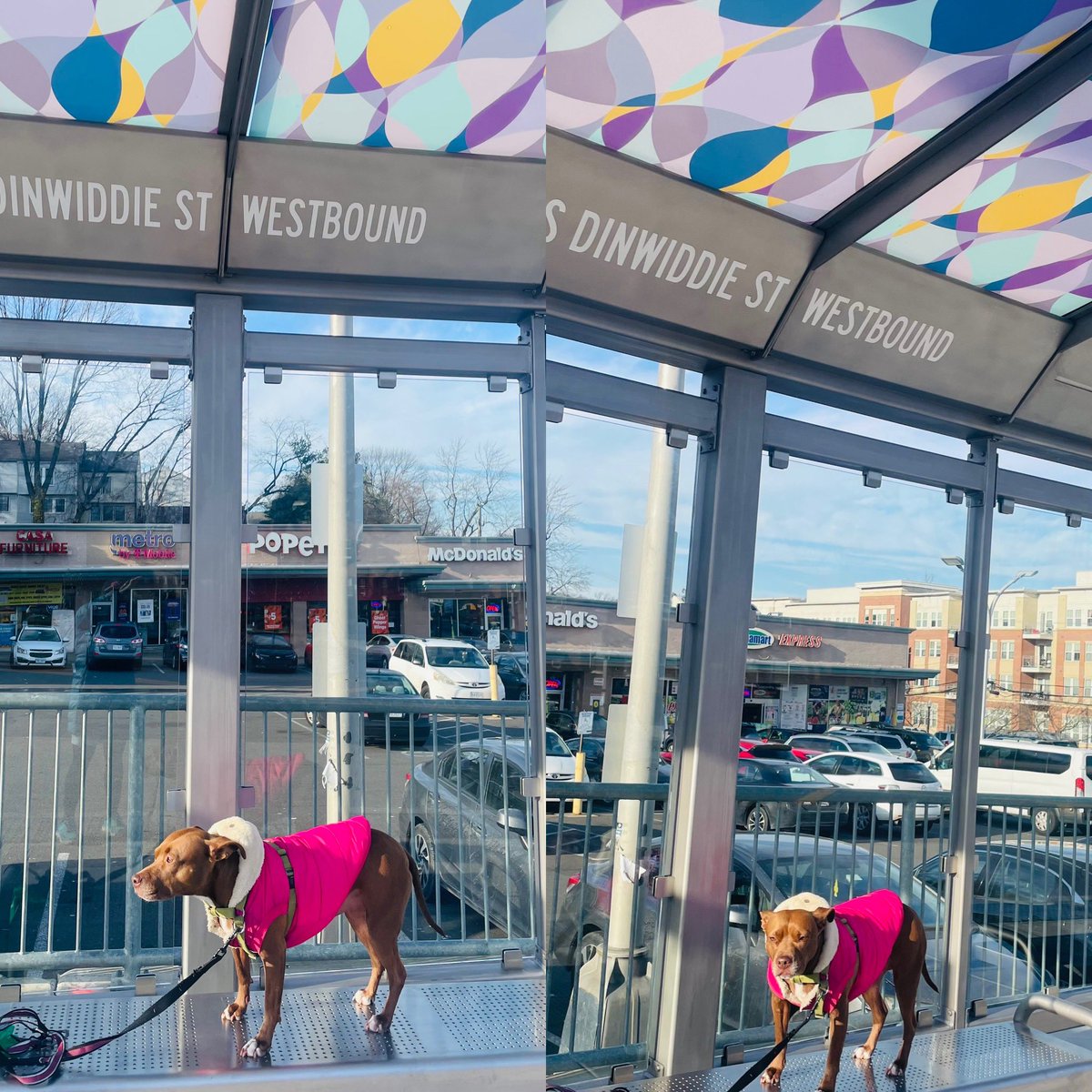 KimKlingler's tweet photo. Just checking out the New Transit Stations and Public Art on Columbia Pike! πππ¨
Coco tolerated her photo shoot πΆπΈ
Thxs @ArlingtonVA @ArlingtonDES @ARL_Arts @columbiapikeva
#transitstations #16M #publicart #placemaking #community #columbiapike #spencerfinch #donaldlipski https://t.co/fxefTlgPtJ