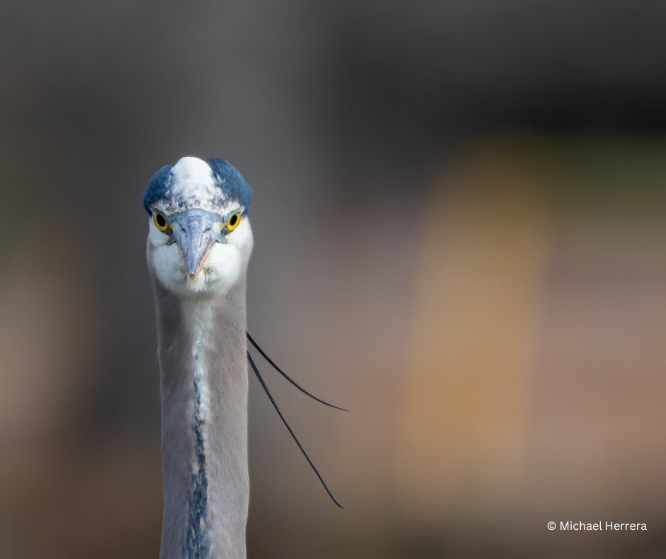 KenAqGardens's tweet image. Our February #PhotoContest winner is Michael Herrera with this stunning photo of a great blue heron. Congratulations! We love seeing the wildlife at the park highlighted in such a beautiful way!

Interested in joining in the fun? Click the link in our bio to enter!