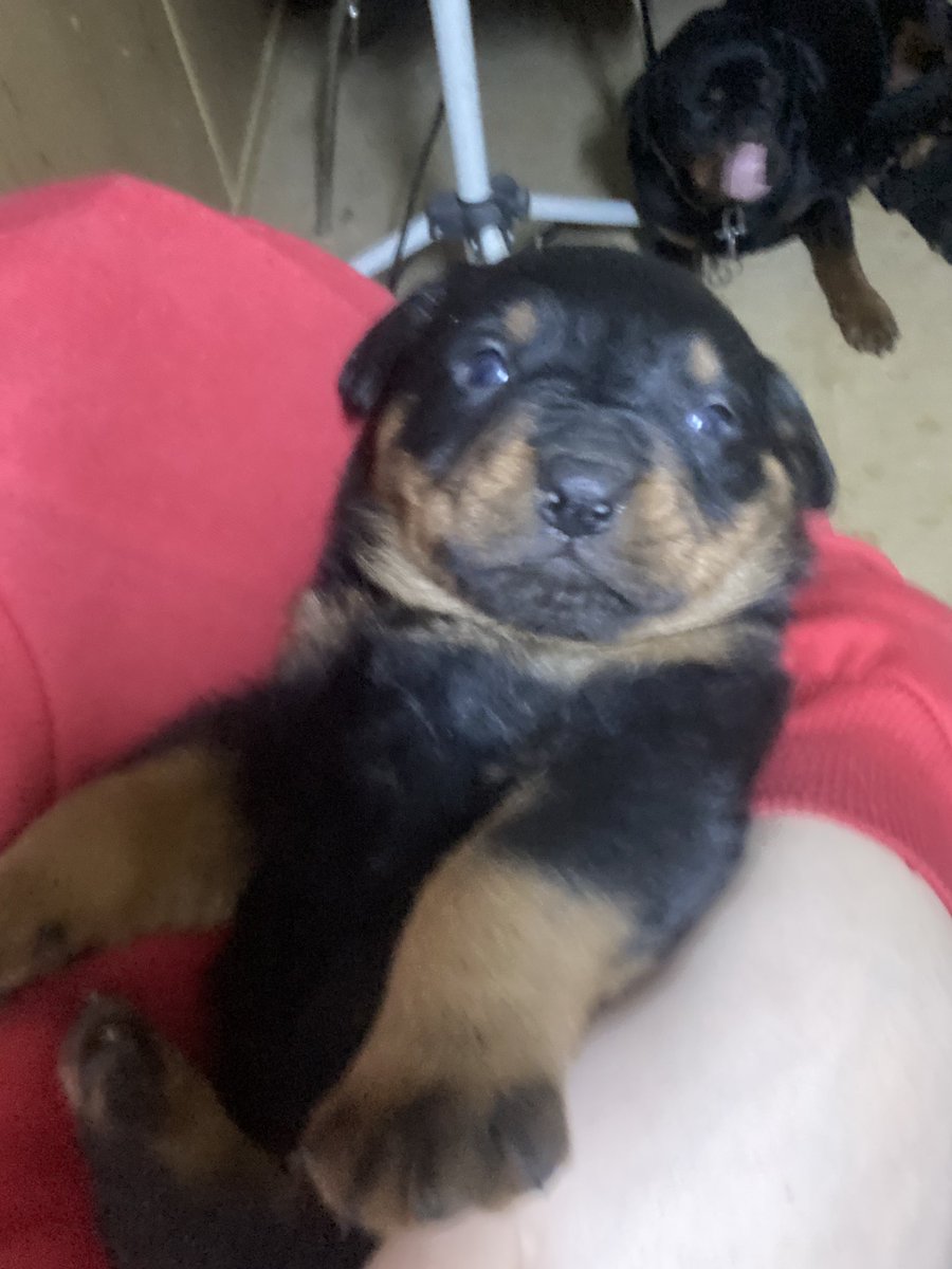 bu kişi büyüyüb kucam ulabilür bemi aldadmassa eğerkü