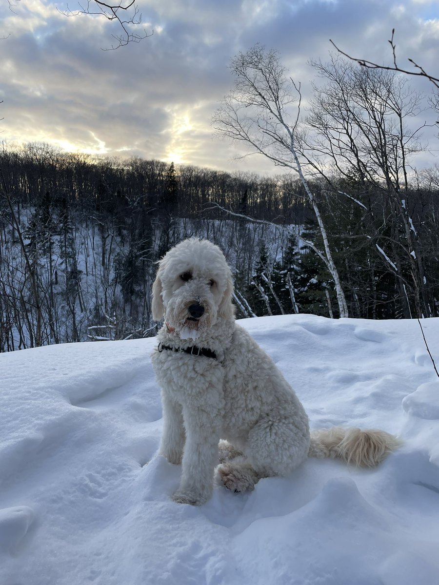 sarherst's tweet photo. @thenosm @CitySSM clerkship in northern Ontario means finishing family medicine clinic just early enough to sneak in a snowshoe before sunset ❄️ ✨ https://t.co/Fme9iEclZ5
