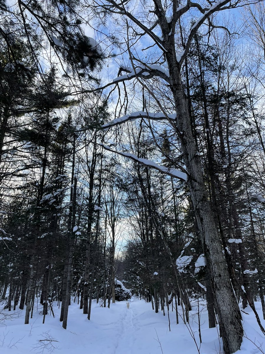sarherst's tweet photo. @thenosm @CitySSM clerkship in northern Ontario means finishing family medicine clinic just early enough to sneak in a snowshoe before sunset ❄️ ✨ https://t.co/Fme9iEclZ5