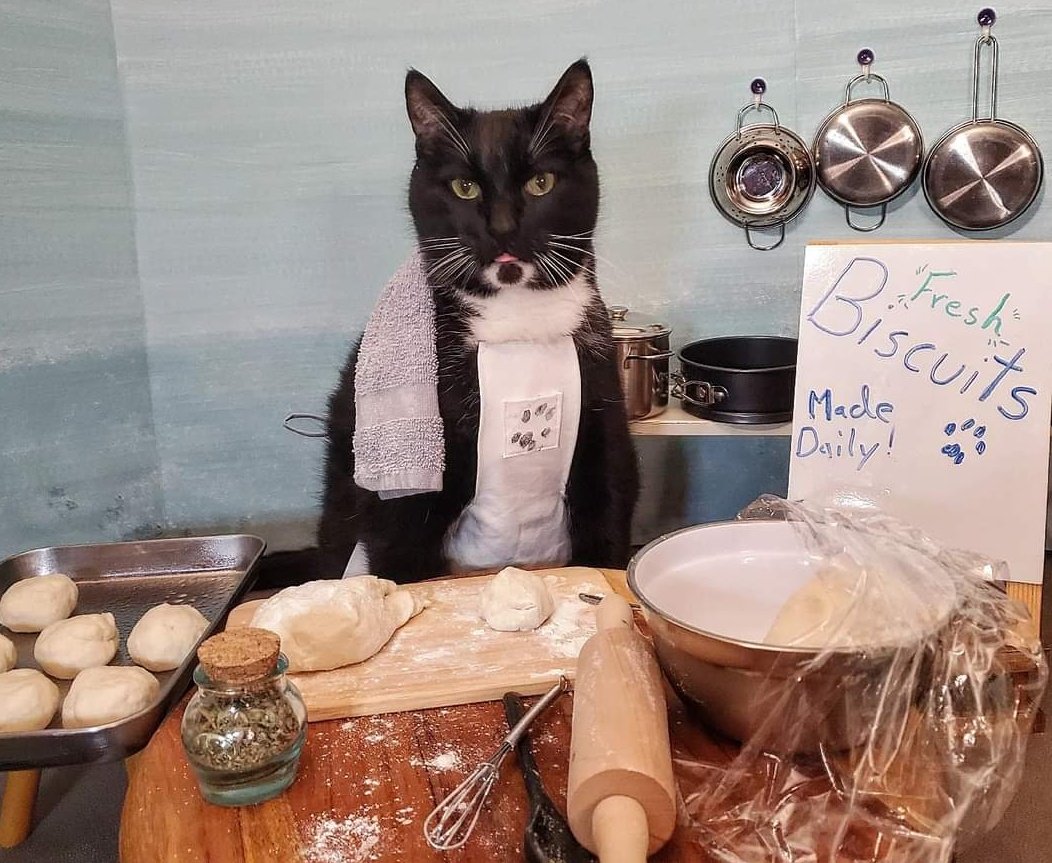 Cat Cosplay on Twitter "RT Cat_Cosplay Kitty Biscuits"