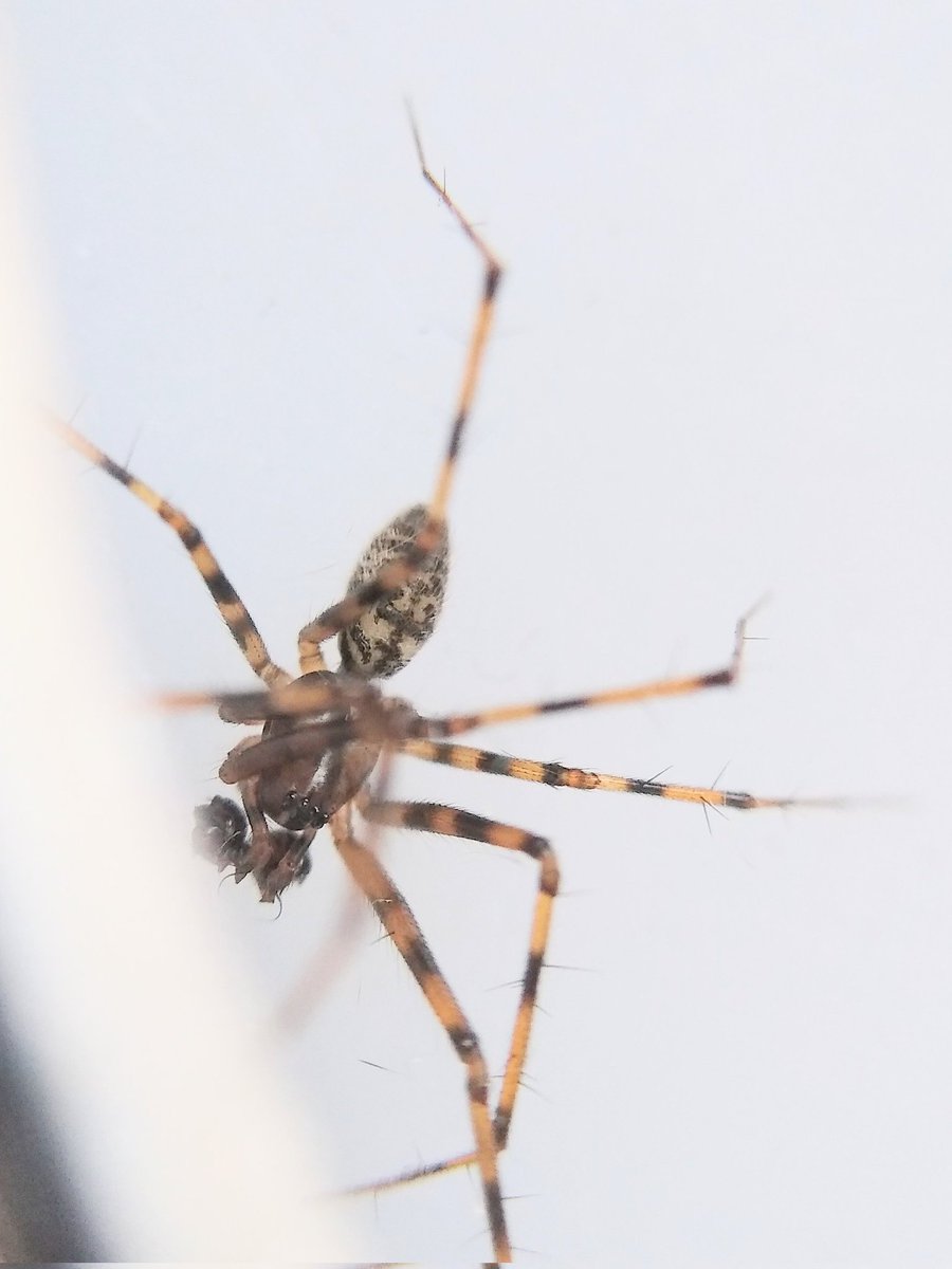 Found another beautiful spider in my bathroom... I THINK it's Lepthyphantes sp - a money spider - but I'm always happy to be corrected... Those stripey socks! 😍 #SpiderID #LoveSpiders #spider #TurnFear2Fascination #UKgardenspiders @BritishSpiders