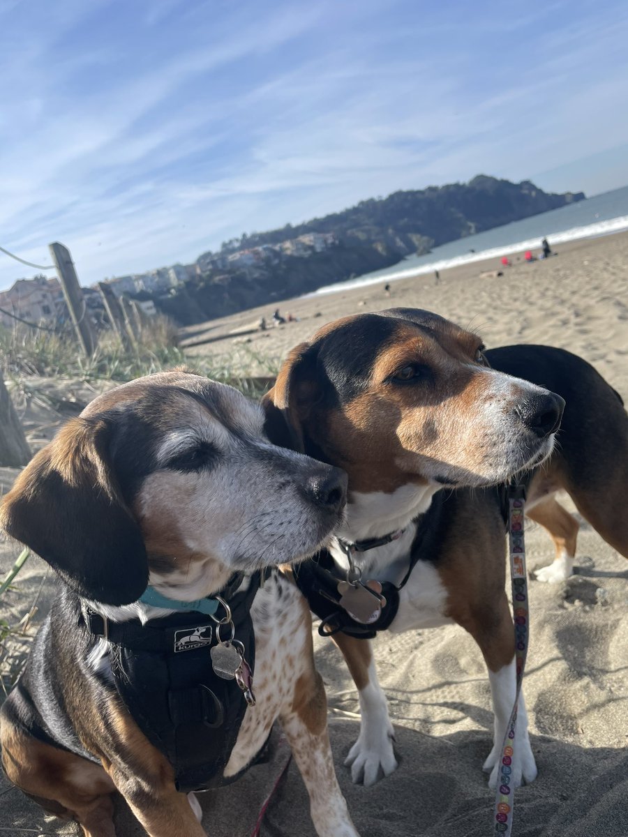 Enjoying the “hell scape” that is #SanFrancisco #bakerbeach #beagle