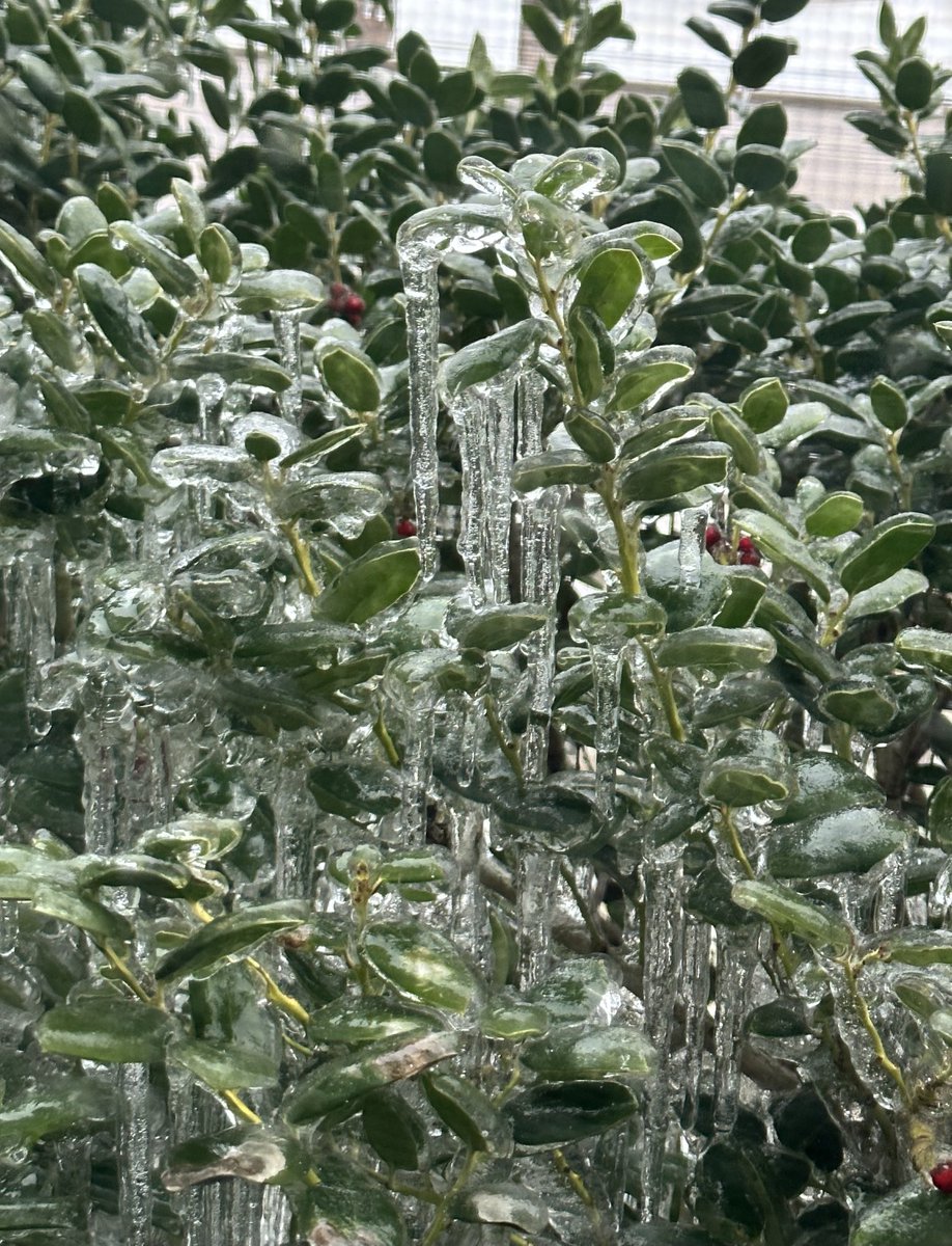 Ms_BridgetM's tweet photo. A glimpse from the window ⁦@wfaaweather⁩ https://t.co/fQ4mqW4W2E
