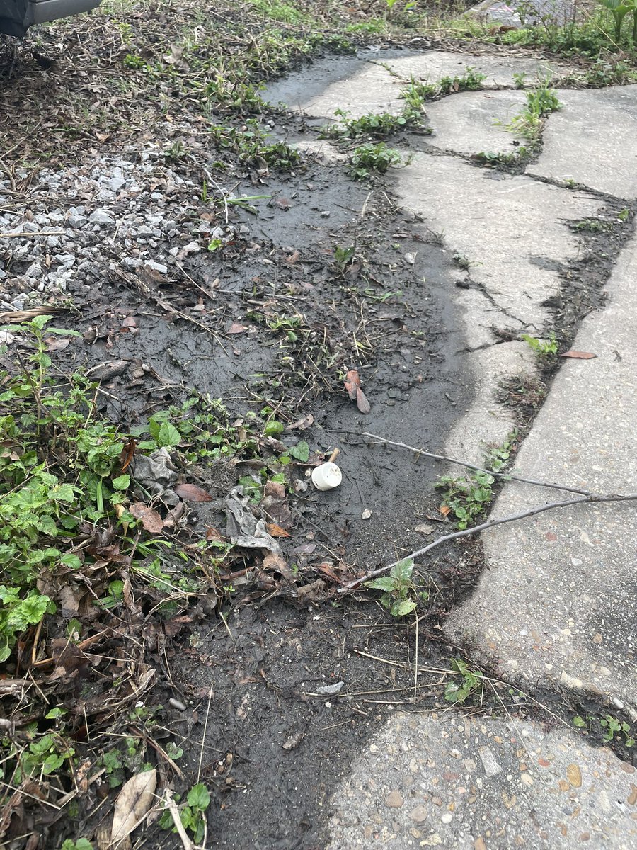 amber ramanauskas tweet media